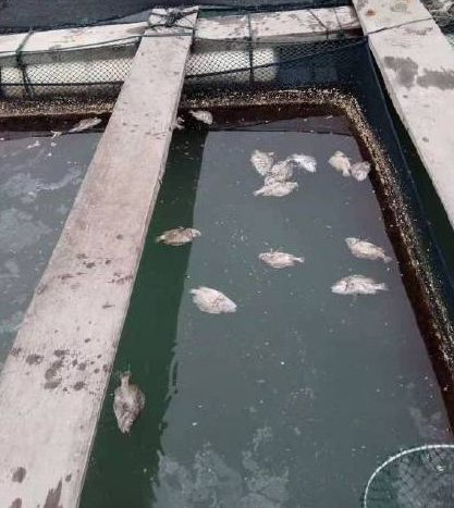 7吨碳九泄漏,40万泉港人在无声中消逝...... 26 2l8o9sn40y 1