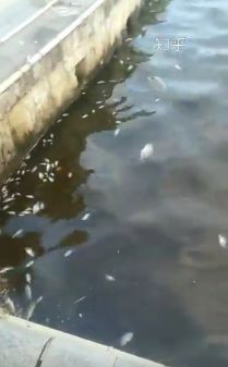 7吨碳九泄漏,40万泉港人在无声中消逝...... 25 4nnzci7dvf